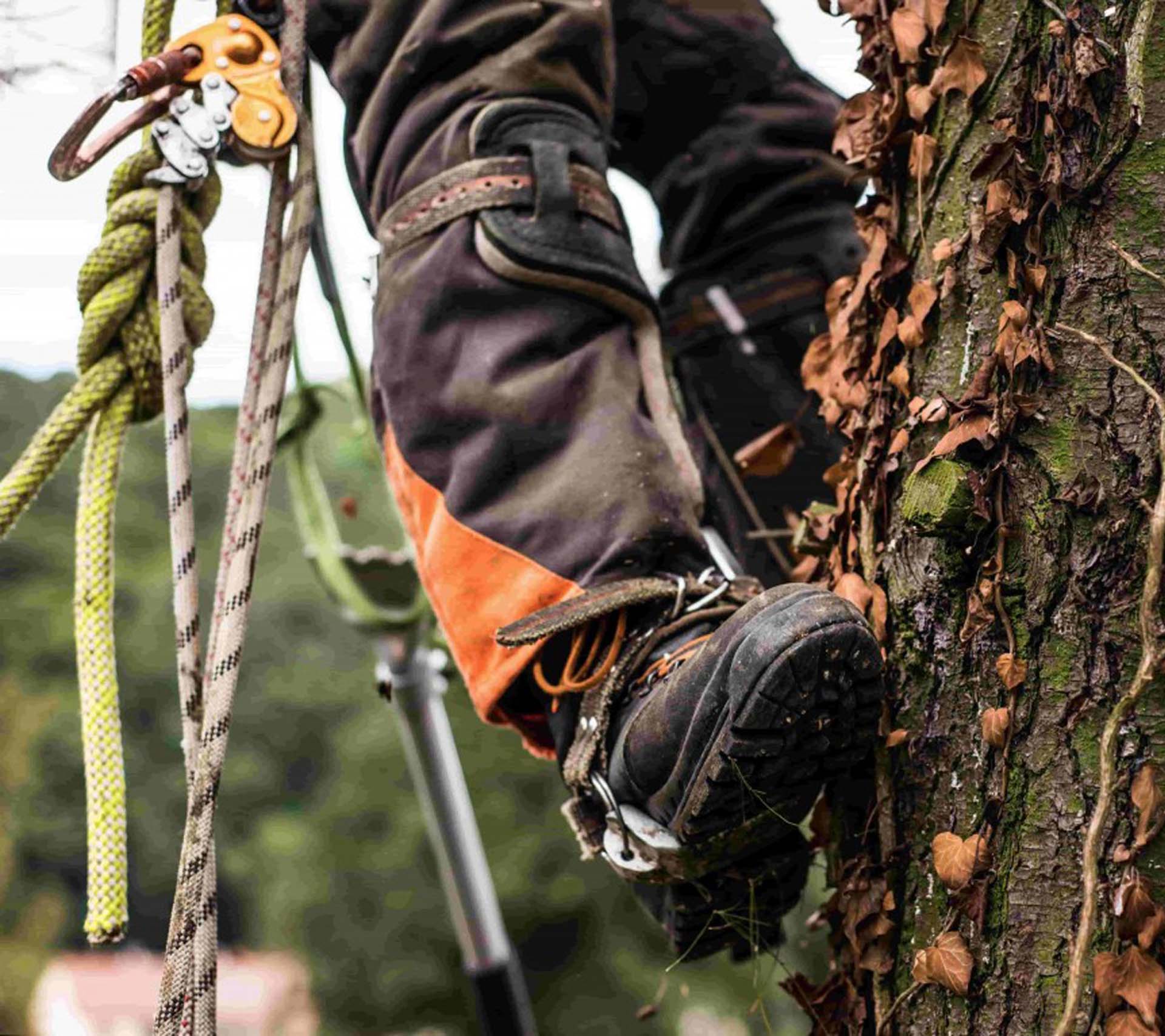 Élagage d'arbres Héricourt