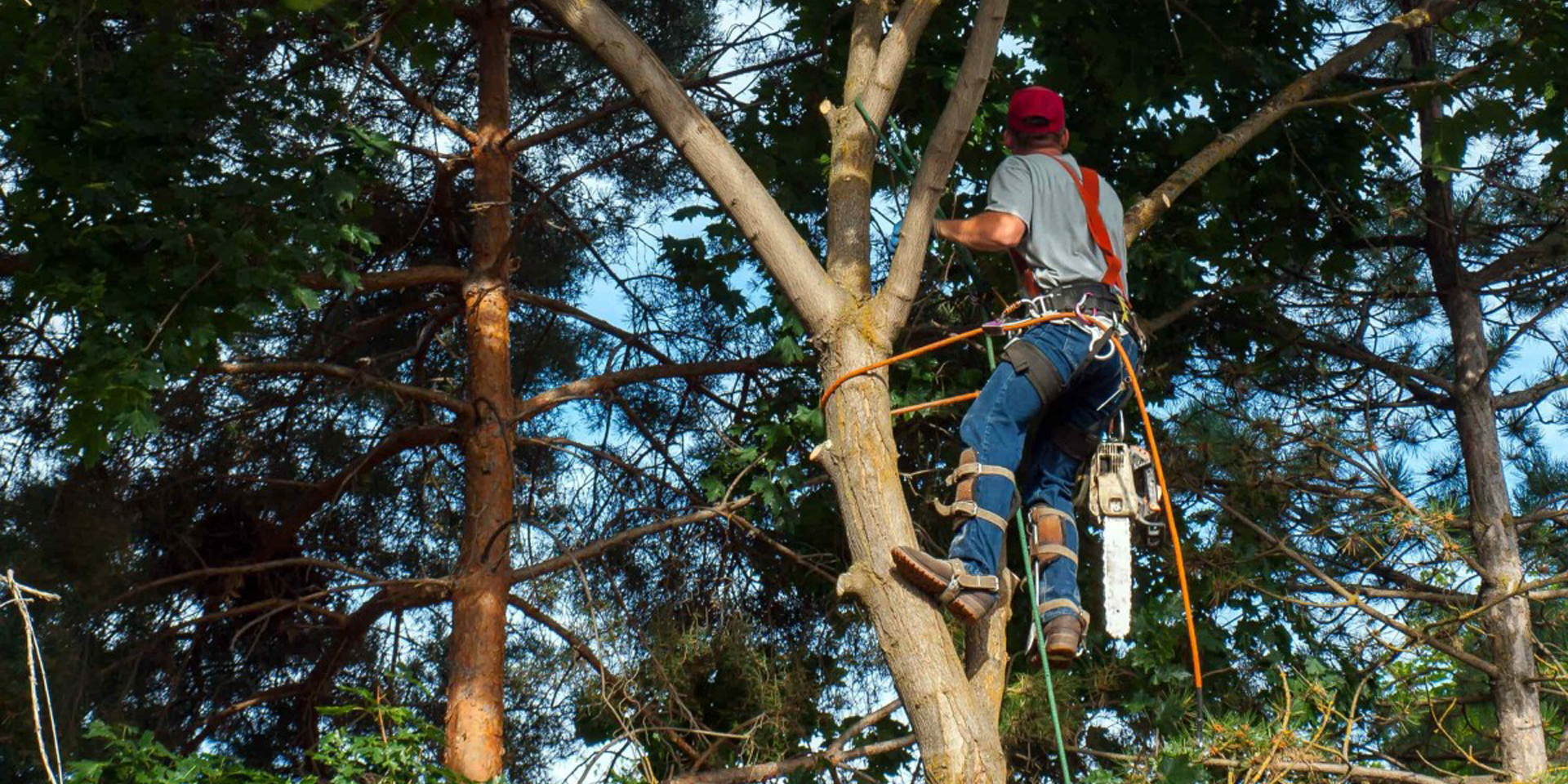 Élagage d'arbres Belfort